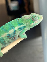 Load image into Gallery viewer, AMBANJA Panther Chameleon: (E22)