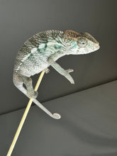 Load image into Gallery viewer, AMBILOBE male panther chameleon: Flash x Opal (J9)