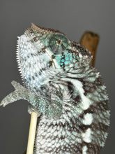 Load image into Gallery viewer, AMBANJA X ANKIFY Panther Chameleon:(F1)