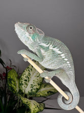 Load image into Gallery viewer, ANKILOBE Panther Chameleon: Ankify x Ambilobe (Q7)
