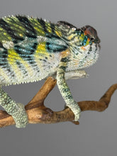 Load image into Gallery viewer, AMBILOBE Panther Chameleon: (E16)