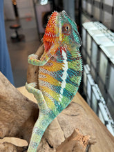 Load image into Gallery viewer, AMBILOBE male: WC Hawkeye x Nugget (J12)