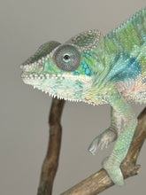 Load image into Gallery viewer, AMBILOBE Male Panther Chameleon: (E2)