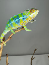 Load image into Gallery viewer, AMBILOBE Panther Chameleon: (E12)