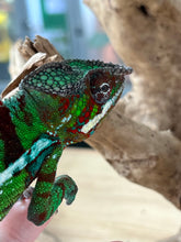 Load image into Gallery viewer, Ambilobe Panther Chameleon Riot/JJ/Bolt J7