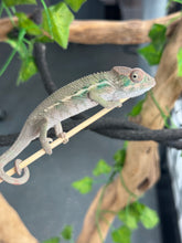 Load image into Gallery viewer, AMBILOBE Panther Chameleon: Magnus x Emma (Q4)