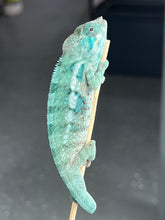 Load image into Gallery viewer, AMBANJA/NOSY FALY male (I5)