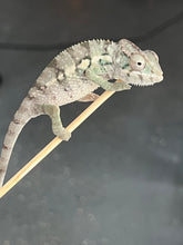 Load image into Gallery viewer, AMBILOBE male: Starburst x Margaret (R8)