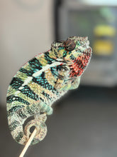 Load image into Gallery viewer, AMBILOBE male: WC Hawkeye x Nugget (I5)