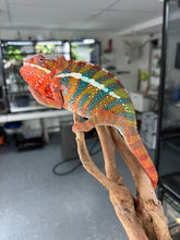 Load image into Gallery viewer, Ambilobe male: WC Hawkeye x Nugget (J11)