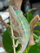 Load image into Gallery viewer, Ambilobe male: Flash x Rocky (R6)