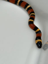 Load image into Gallery viewer, Apricot Pueblan Milk Snake- (MS2)