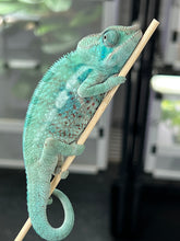 Load image into Gallery viewer, AMBANJA/NOSY FALY male (I5)