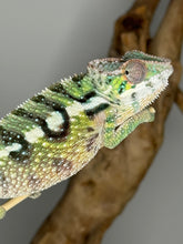 Load image into Gallery viewer, SAMBAVA Panther Chameleon male: (E10)