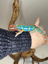 Load image into Gallery viewer, AMBILOBE Panther Chameleon: (J1)