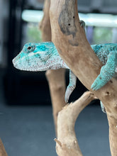 Load image into Gallery viewer, AMBANJA/NOSY FALY male (E16)