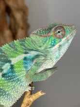 Load image into Gallery viewer, AMBILOBE Panther Chameleon: (E22)