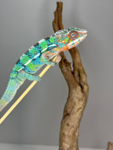 Load image into Gallery viewer, AMBILOBE Male Panther Chameleon: (E14)