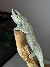 Load image into Gallery viewer, Male Jackson’s Chameleon: I4