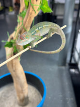 Load image into Gallery viewer, AMBILOBE Panther Chameleon: Magnus x Skittles (E16)