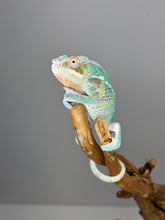 Load image into Gallery viewer, AMBILOBE Panther Chameleon male:(E23)