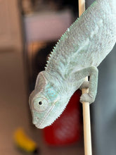 Load image into Gallery viewer, AMBANJA Panther Chameleon x WC male (I4)