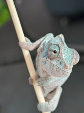 Load image into Gallery viewer, AMBANJA Panther Chameleon: Blue Inferno x Tango (E8)