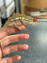 Load image into Gallery viewer, AMBILOBE Panther Chameleon: Magnus x Skittles (E15)