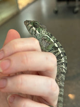 Load image into Gallery viewer, AMBILOBE Panther Chameleon: Jimmy Walker x Dianne (R14)