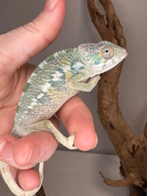 Load image into Gallery viewer, AMBILOBE Panther Chameleon: (E21)