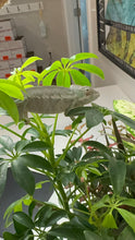 Load image into Gallery viewer, ANKIFY X AMBILOBE Panther Chameleon: (E17)
