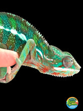 Load image into Gallery viewer, AMBILOBE Panther Chameleon: Frank x Sandy (S14)
