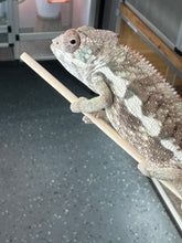Load image into Gallery viewer, SAMBAVA Panther Chameleon: Marley x Mabel (R11)