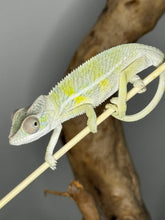 Load image into Gallery viewer, Ambilobe male panther chameleon: Flash x Opal (E22)
