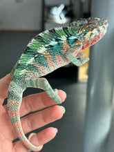 Load image into Gallery viewer, AMBILOBE Panther Chameleon male: (E33)
