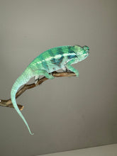 Load image into Gallery viewer, AMBANJA Panther Chameleon: (E22)