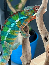 Load image into Gallery viewer, Ambilobe male: WC Hawkeye x Nugget (J1)