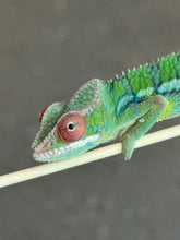 Load image into Gallery viewer, AMBILOBE Panther Chameleon: Jimmy Walker x Dianne (S19)