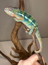 Load image into Gallery viewer, AMBILOBE Panther Chameleon: (J2)