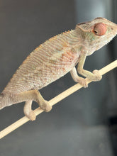 Load image into Gallery viewer, AMBILOBE Panther Chameleon: Magnus x Skittles (R2)