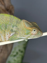 Load image into Gallery viewer, AMBANJA FEMALE Panther Chameleon: Neon Nights x Tango (S19)