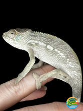 Load image into Gallery viewer, AMBILOBE FEMALE Panther Chameleon: Rogue x Phoenix (S3)