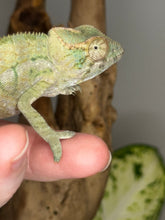 Load image into Gallery viewer, AMBANJA FEMALE Panther Chameleon: Neon Nights x Tango (S18)