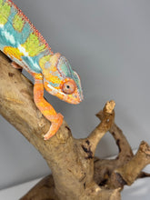 Load image into Gallery viewer, AMBILOBE Panther Chameleon: (J5)