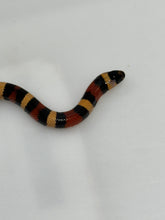 Load image into Gallery viewer, Apricot Pueblan Milk Snake- (MS4)