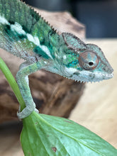 Load image into Gallery viewer, Ambilobe male: Flash x Rocky (R8)