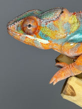 Load image into Gallery viewer, AMBILOBE Panther Chameleon: (J5)