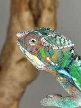 Load image into Gallery viewer, AMBILOBE Male Panther Chameleon: (E14)
