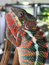 Load image into Gallery viewer, AMBILOBE male: WC Hawkeye x Nugget (C2)