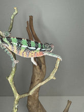 Load image into Gallery viewer, AMBILOBE Male Panther Chameleon: (E1)